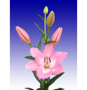 ΛΙΛΙΟΥΜ ΡΟΖ ΑΠΑΛΟ  LILIUM ALBUFEIRA